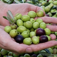 APAG denuncia los intentos de “abuso” que pretenden con la aceituna de mesa