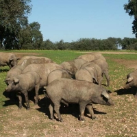 PAGO BÁSICO: Nuevas noticias para las ganaderías de porcino y equino