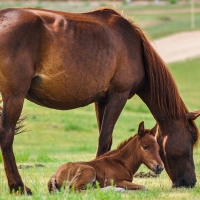 Un investigador de la UEx participa en un importante estudio sobre la historia de los caballos
