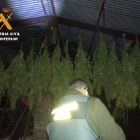 Nuevas actuaciones contra el cultivo de marihuana en varias localidades cacereñas