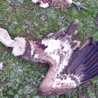 Ecologistas pide que Extremadura proteja a los animales de atropellos o tendidos eléctricos