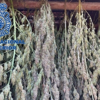 Desmantelada una gran plantación de marihuana en la provincia de Cáceres