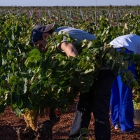 La D.O. Ribera del Guadiana certifica 13.000.000 kg de uva