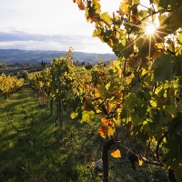 Temor y preocupación en el sector vitivinícola extremeño