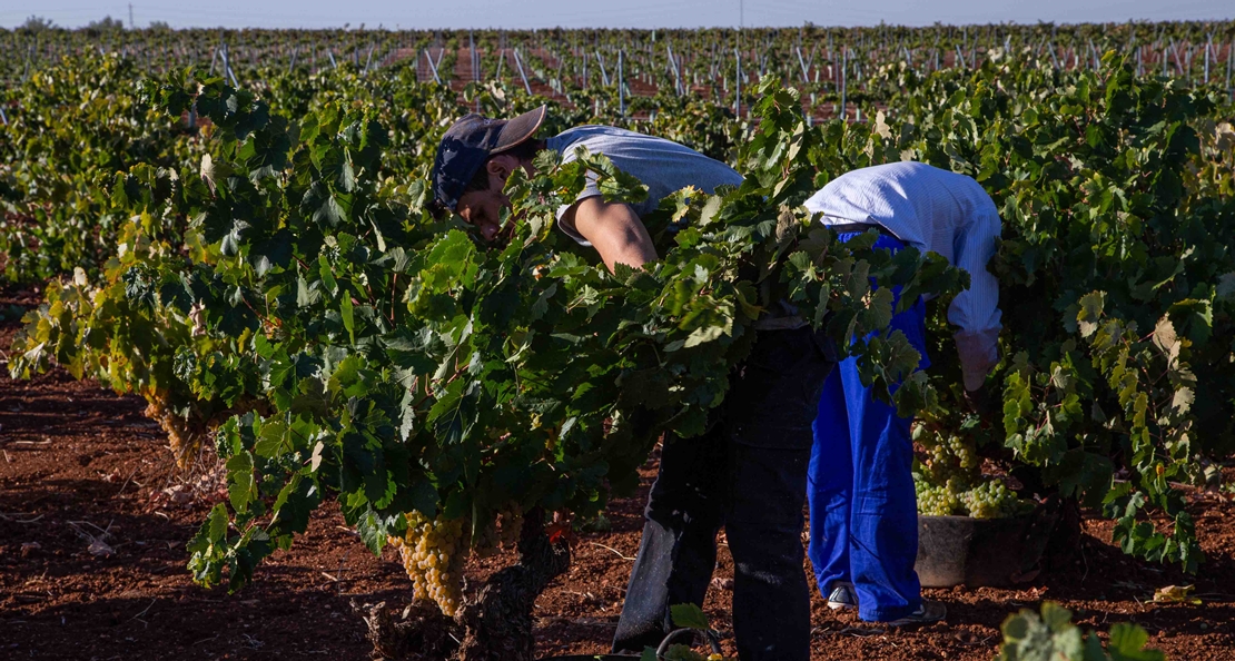 La D.O. Ribera del Guadiana certifica 13.000.000 kg de uva