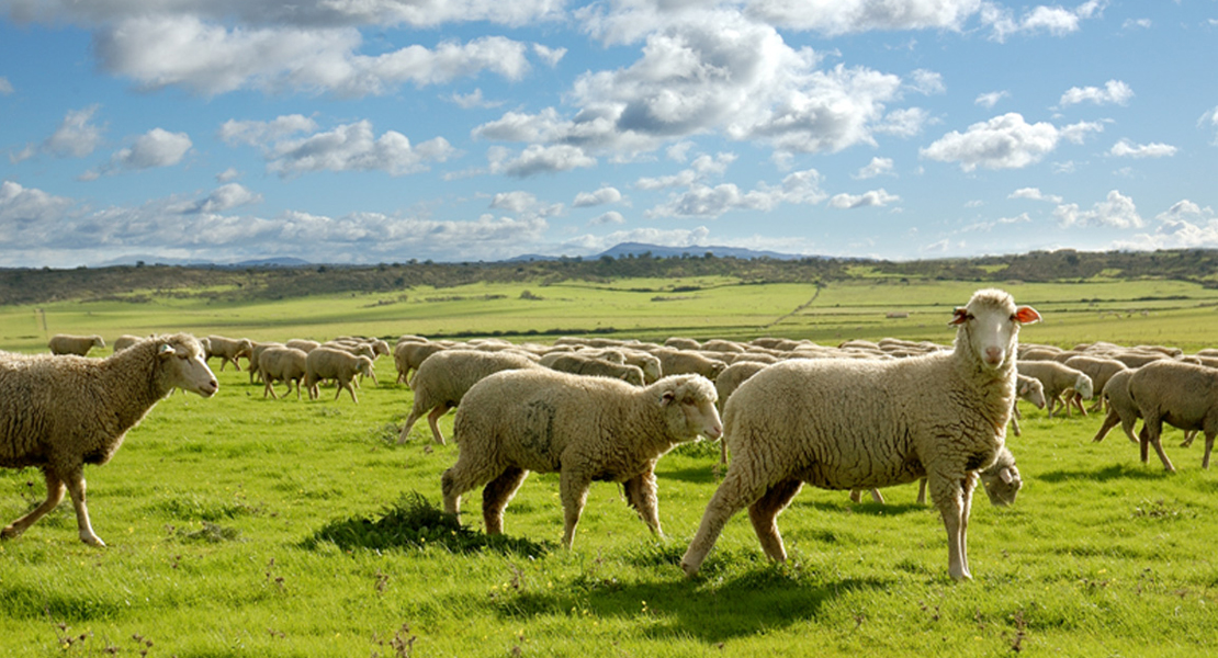 La Junta de Extremadura abona 2,85 millones de euros a más de 6.000 pequeños productores