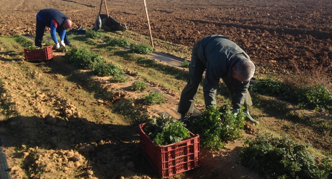 APAG Extremadura acusa a la UE de aprobar una PAC que nace en contra de los agricultores