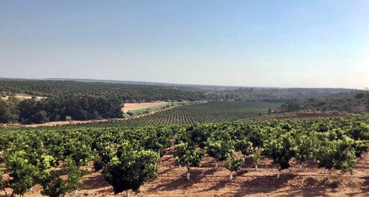 Tierra de Barros: transformación en regadíos de 15.170 hectáreas en la comarca