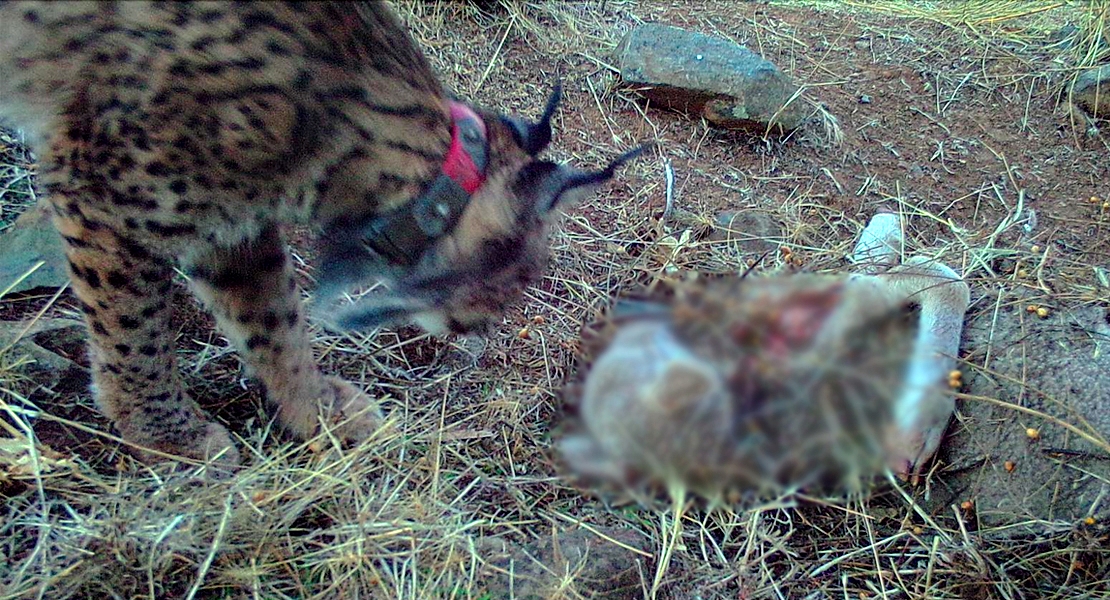 VOX exige a Vara que indemnice a los ganaderos afectados por ataques del lince