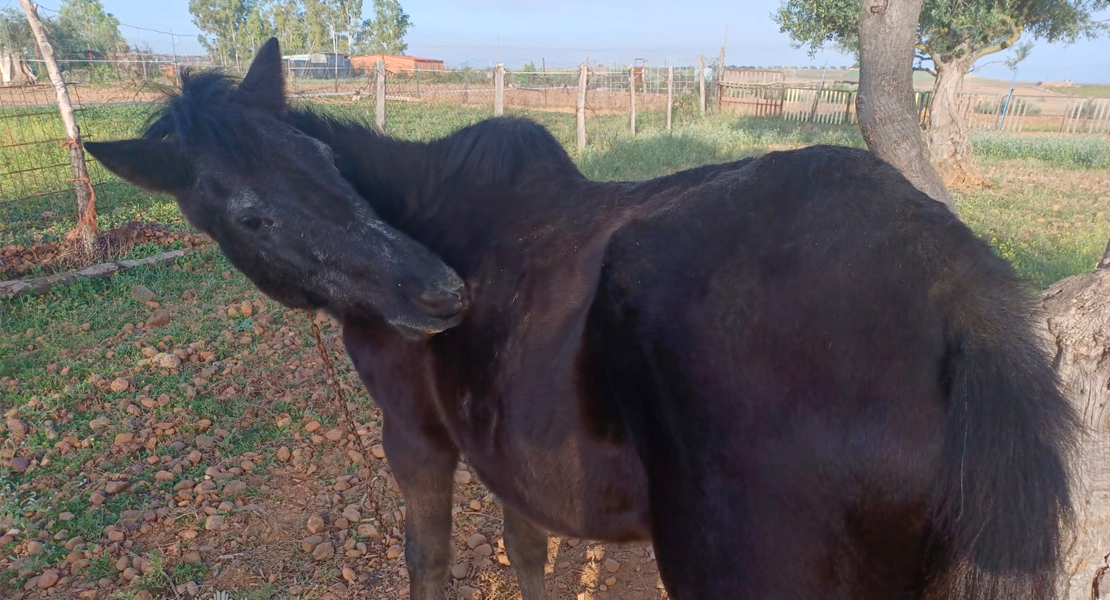 Denuncian a un vecino de Talavera la Real por abandonar una yegua