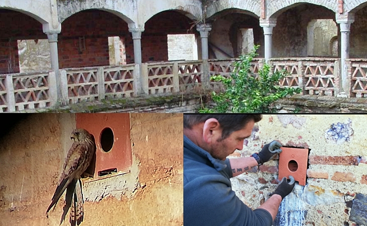 Visita a la importante colonia de cernícalo primilla en una localidad extremeña