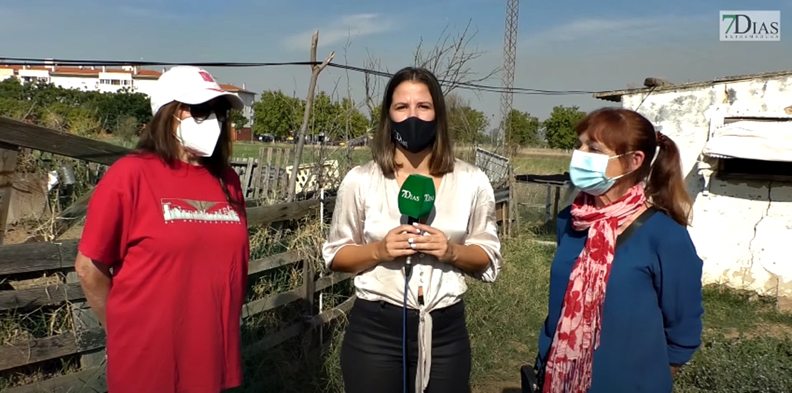 Actuación urgente para esterilizar 200 gatos repartidos en colonias de Badajoz