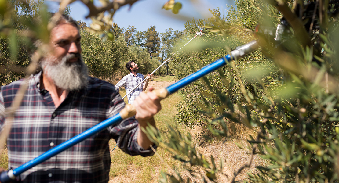 Asaja Extremadura rechaza la supresión de la figura laboral del ‘temporero’