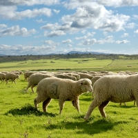 La Junta de Extremadura abona 2,85 millones de euros a más de 6.000 pequeños productores