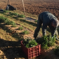 APAG Extremadura acusa a la UE de aprobar una PAC que nace en contra de los agricultores