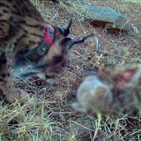 VOX exige a Vara que indemnice a los ganaderos afectados por ataques del lince