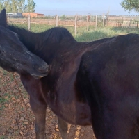 Denuncian a un vecino de Talavera la Real por abandonar una yegua