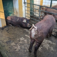 El CENSYRA subastará 27 lotes de machos de porcino de la raza Duroc