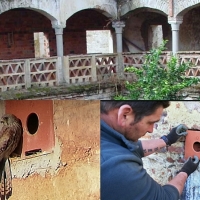 Un lugar abandonado es la colonia más grande de cernícalo primilla en Extremadura