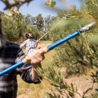 Asaja Extremadura rechaza la supresión de la figura laboral del ‘temporero’