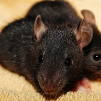 Alerta por la expansión de la rata negra en España