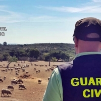 Investigan a miembros de una misma familia por robar en dos explotaciones ganaderas de Badajoz