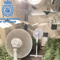 Un fuerte olor a marihuana destapa una plantación indoor en Almendralejo