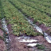 Daños tormentas Extremadura: Agroseguro abona 8 millones de euros en indemnizaciones