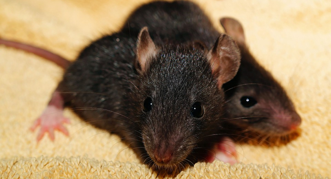 Alerta por la expansión de la rata negra en España