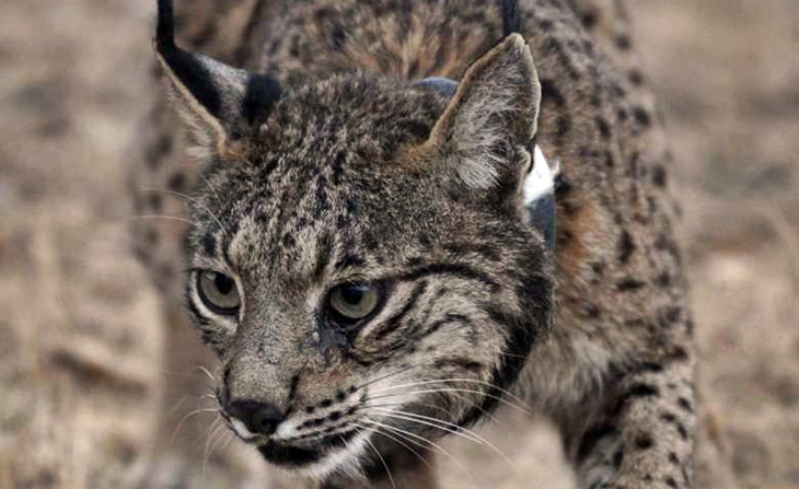 La Junta pone en marcha ayudas por los ataques de linces al ganado