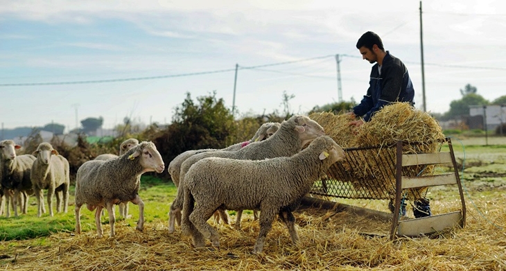 El DOE publica la subsanación en las ayudas a la creación de empresas para Jóvenes agricultores