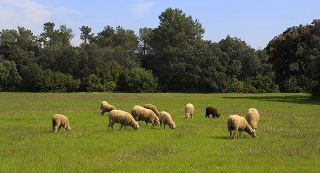 La Junta abona 114.000.000 € del saldo del pago básico y verde a 33.000 agricultores