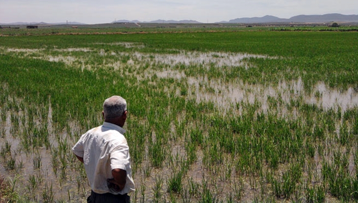 UPA-UCE: &quot;El aumento de los costes pone contra las cuerdas al sector arrocero extremeño&quot;