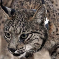 La Junta pone en marcha ayudas por los ataques de linces al ganado