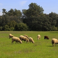 La Junta abona 114.000.000 € del saldo del pago básico y verde a 33.000 agricultores