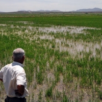 UPA-UCE: &quot;El aumento de los costes pone contra las cuerdas al sector arrocero extremeño&quot;