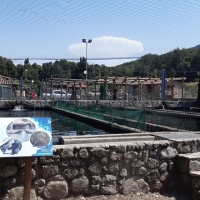 Más de un millar de personas visitan el Centro de Salmónidos del Jerte