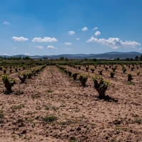 En riesgo la masa de agua subterránea de Tierra de Barros