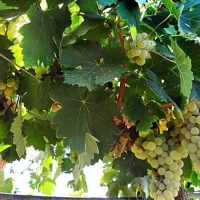 La Junta abona 21 millones de la PAC y ayudas a la reestructuración del viñedo