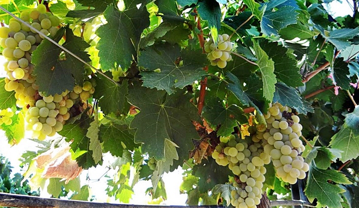 La Junta abona 21 millones de la PAC y ayudas a la reestructuración del viñedo