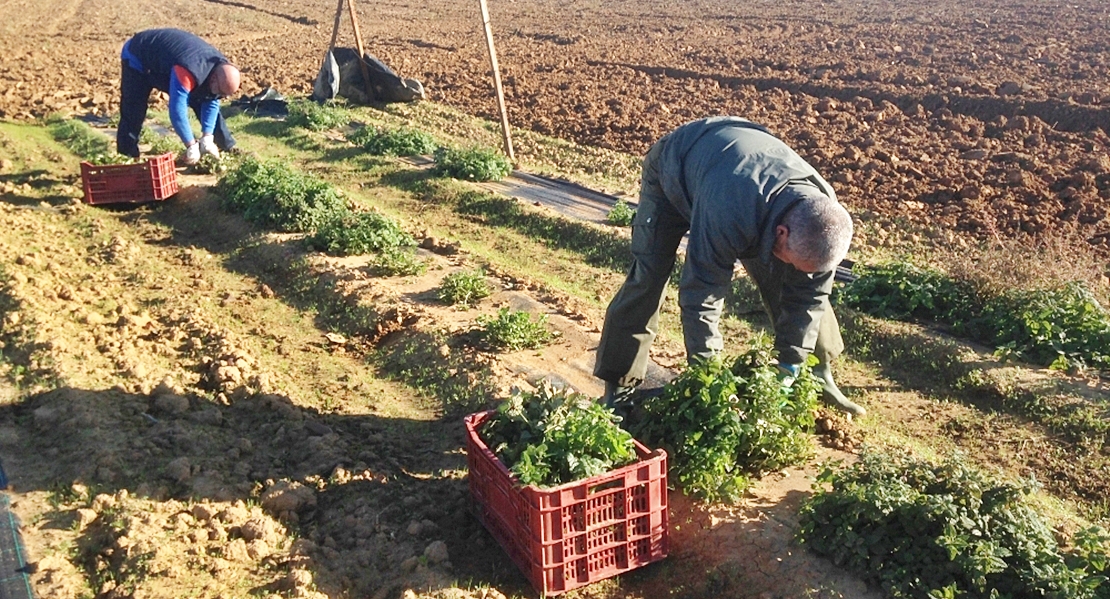 La Unión Extremadura sobre ayudas al campo: “La Junta discrimina a 2.200 agricultores”