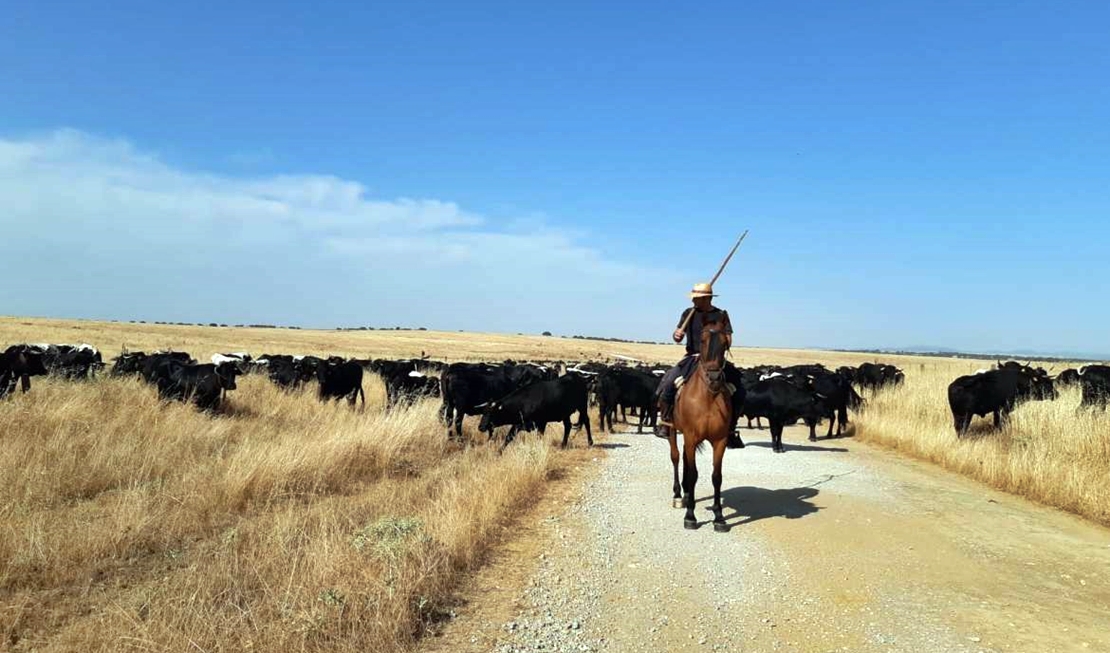 Ayudas para la realización de la trashumancia a pie por las vías pecuarias de Extremadura