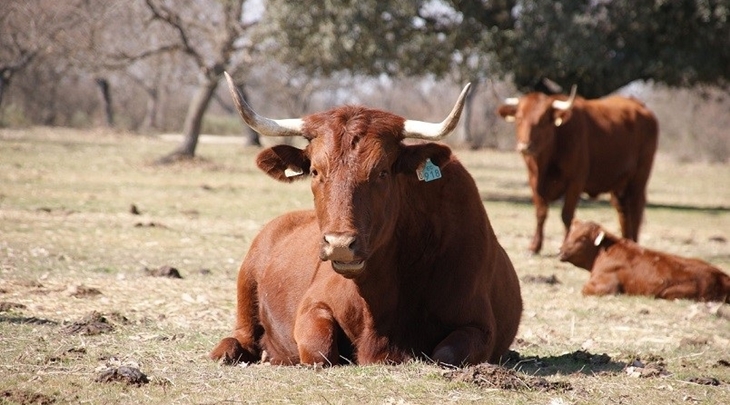 Subastan dos lotes de vacas de la raza retinta pura