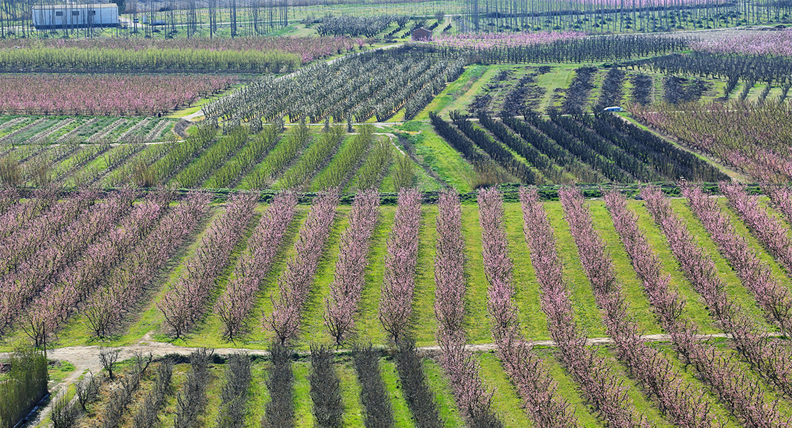 CxC advierte sobre la situación del sector frutícola: &quot;Son necesarias medidas urgentes&quot;