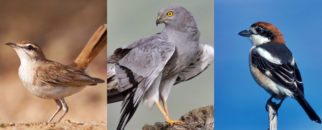 SEO/BirdLife presenta las tres candidatas para ser Ave del Año 2022
