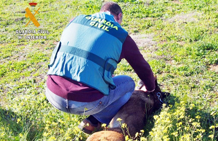 Operación en Extremadura: detenido por hacerse pasar por veterinario