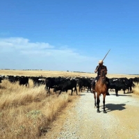 Ayudas para la trashumancia a pie por vías pecuarias de Extremadura