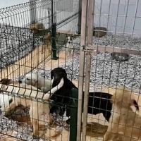 La Guardia Civil interviene más de 20 perros en malas condiciones del interior de una empresa