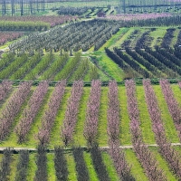 CxC advierte sobre la situación del sector frutícola: &quot;Son necesarias medidas urgentes&quot;