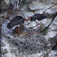 Extremadura acoge casi a la mitad de las Cigüeñas Negras, especie en peligro de extinción